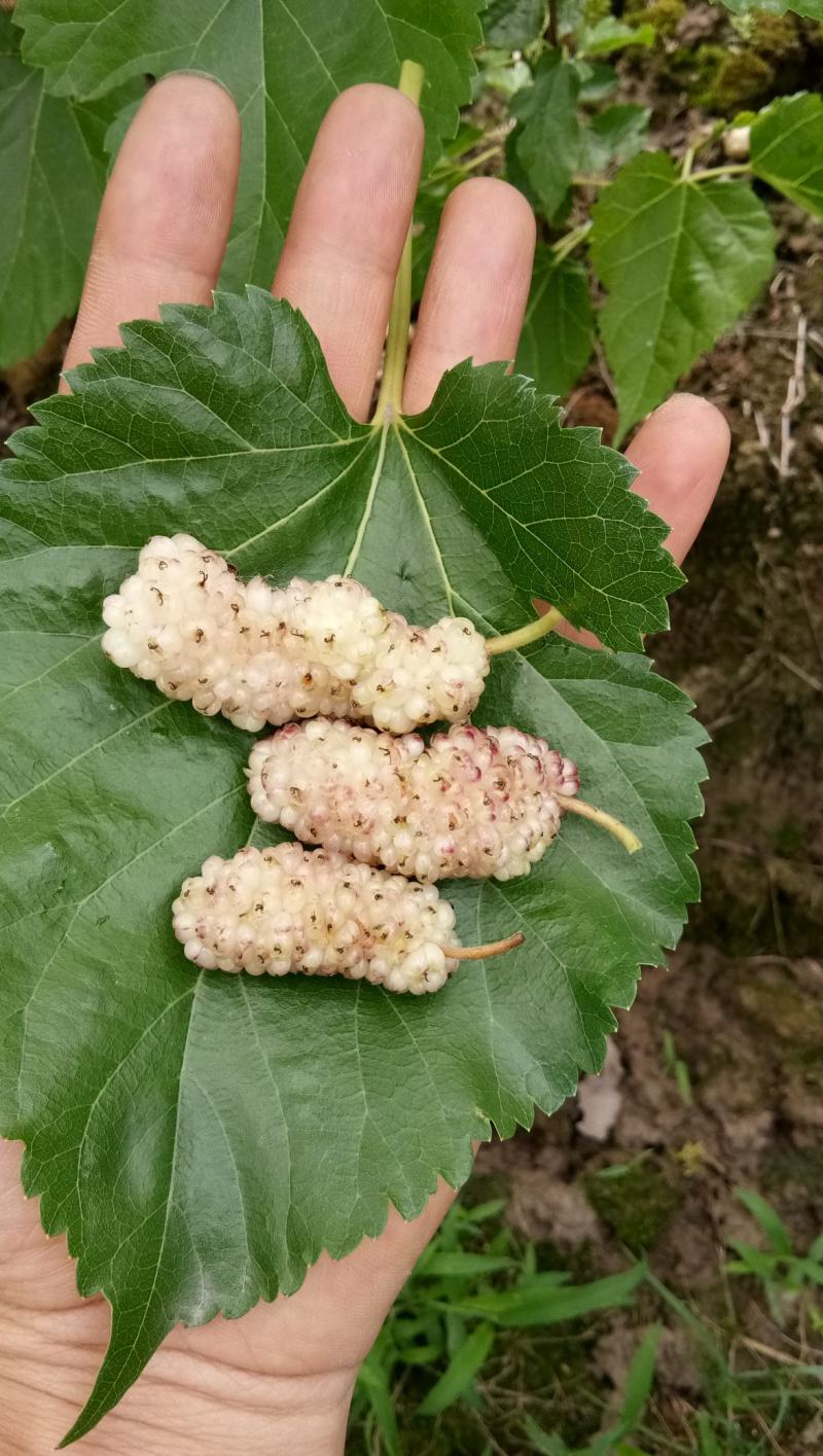 白桂花蜜，海宁嫁接苗桑葚树苗抗寒强带桂花味