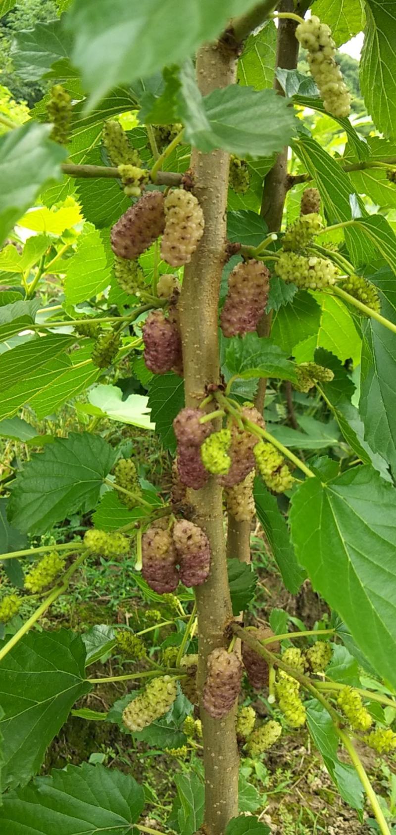 白桂花蜜，海宁嫁接苗桑葚树苗抗寒强带桂花味