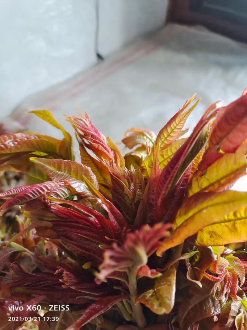 商洛红绿叶香椿芽15cm以下