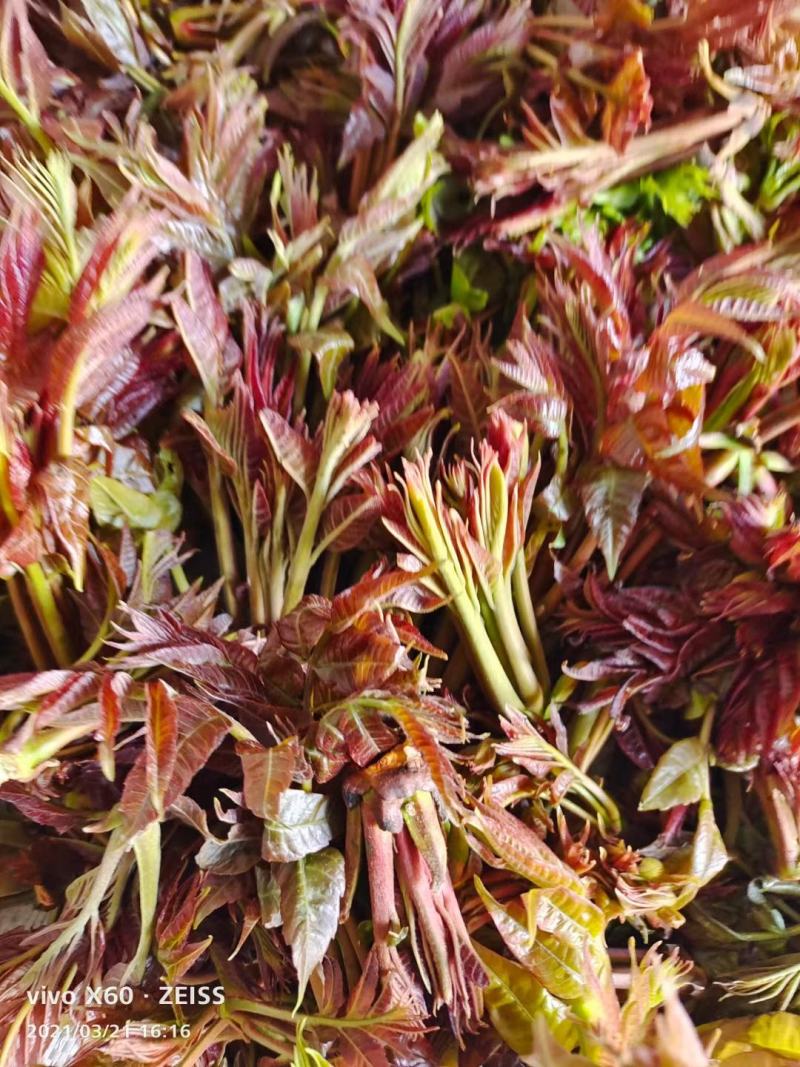商洛红绿叶香椿芽15cm以下