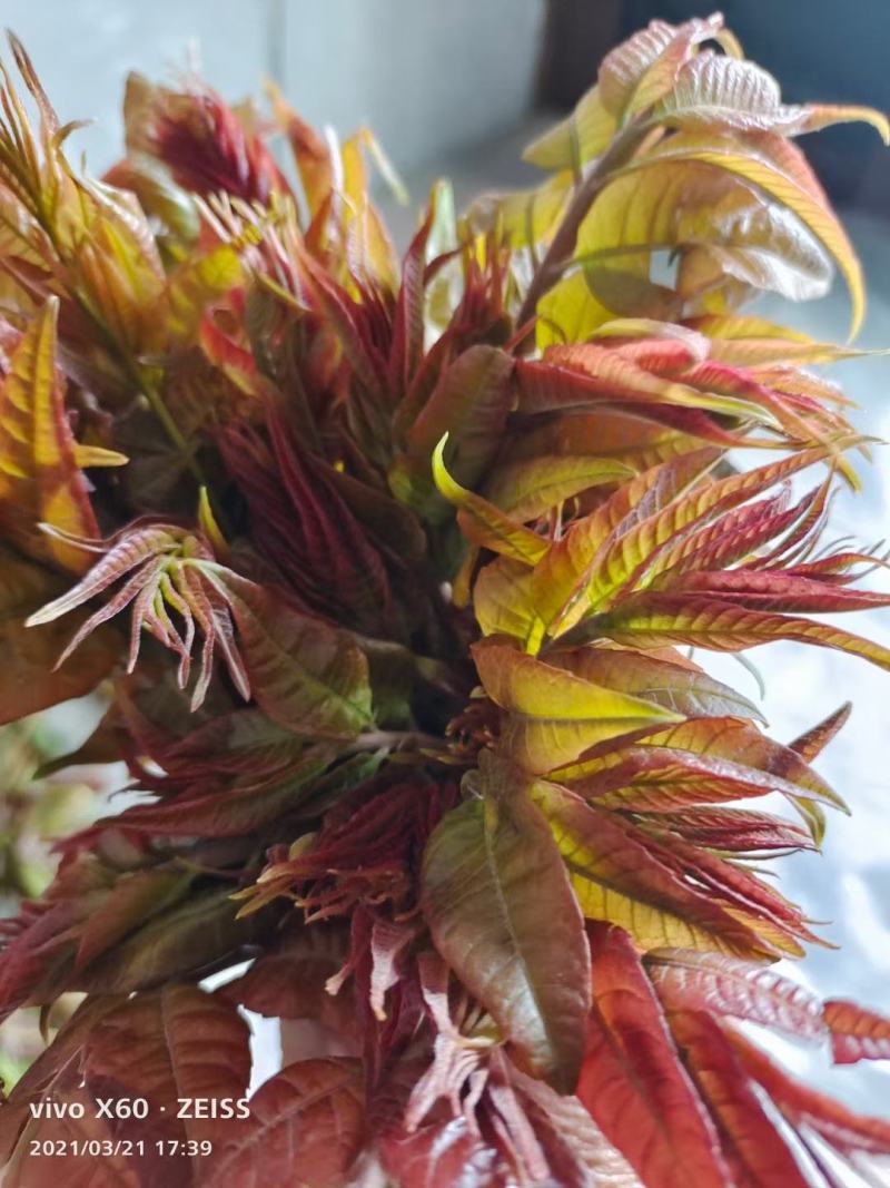商洛红绿叶香椿芽15cm以下