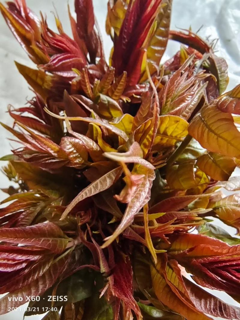 商洛红绿叶香椿芽15cm以下