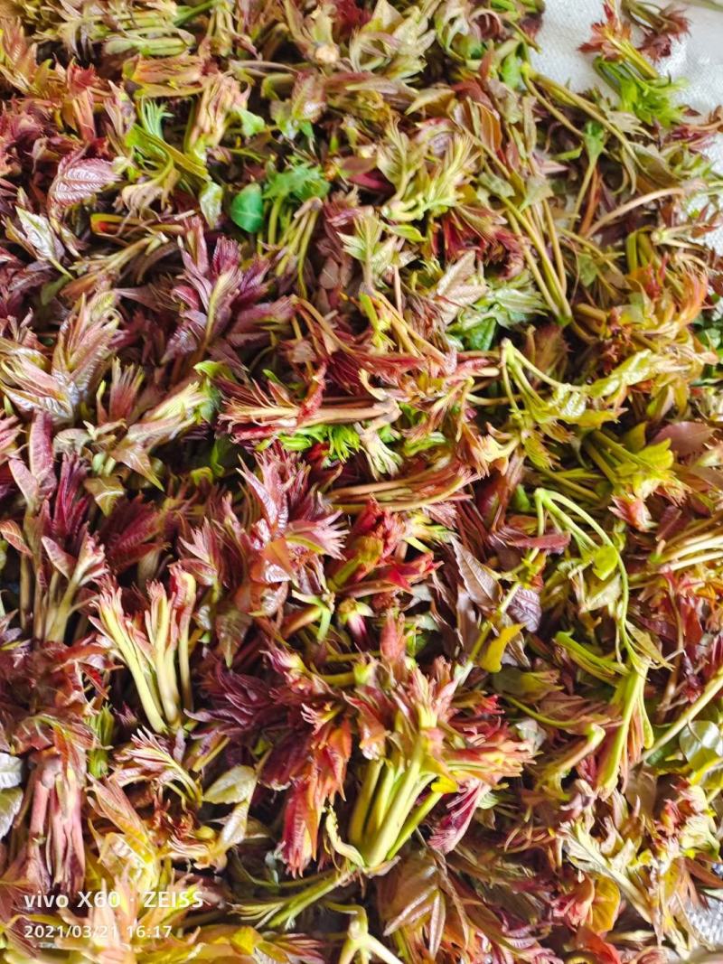 商洛红绿叶香椿芽15cm以下