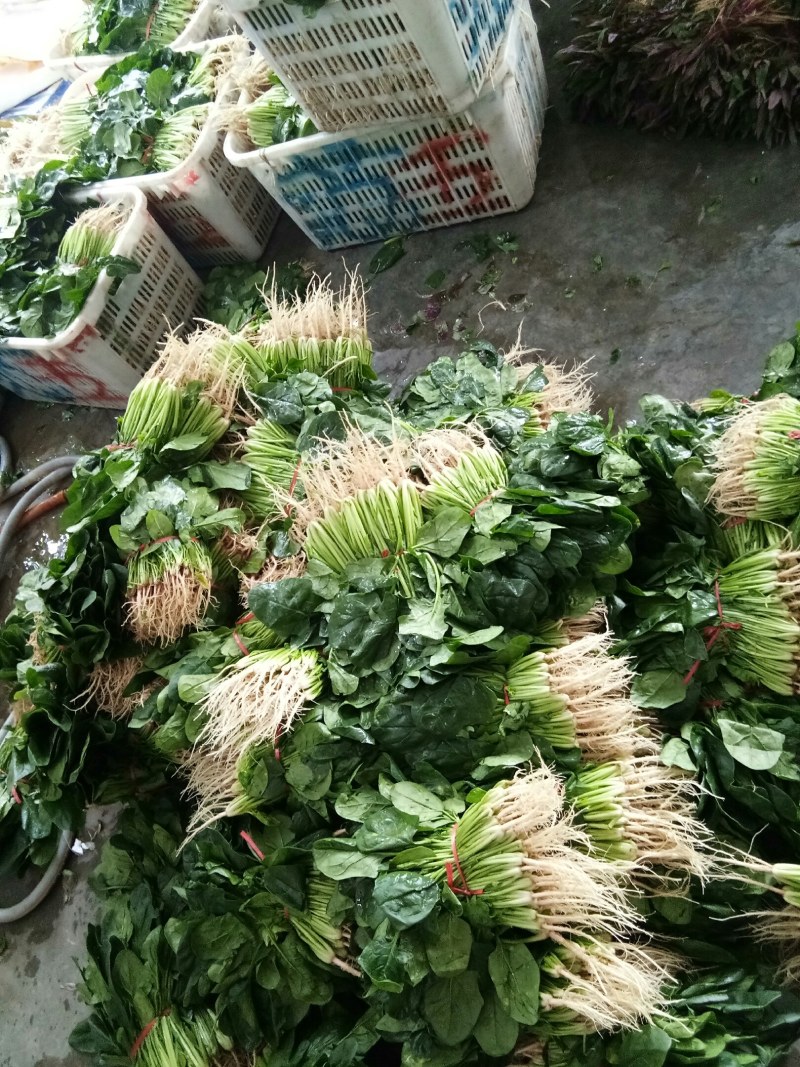 菠菜（新鮮菠菜現貨供应）