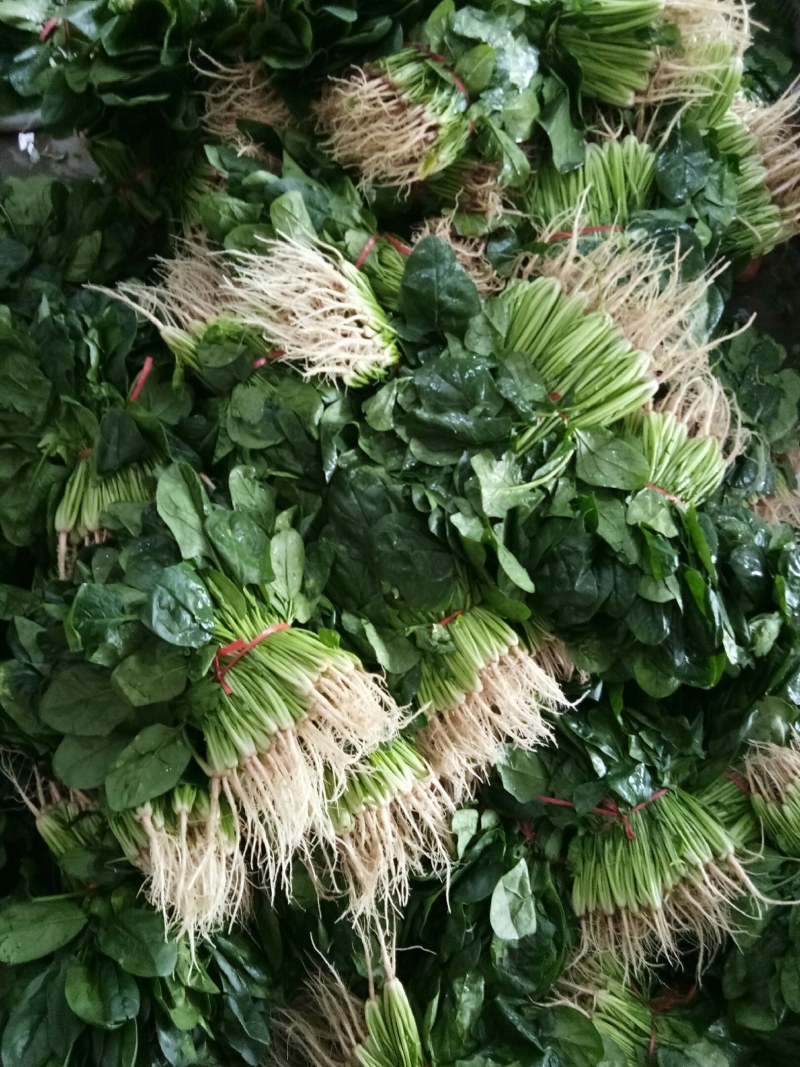 菠菜（新鮮菠菜現貨供应）