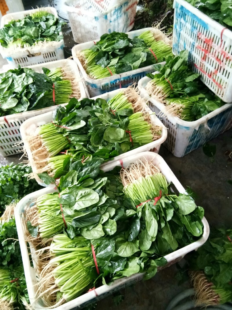 菠菜（新鮮菠菜現貨供应）