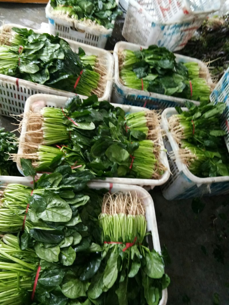 菠菜（新鮮菠菜現貨供应）