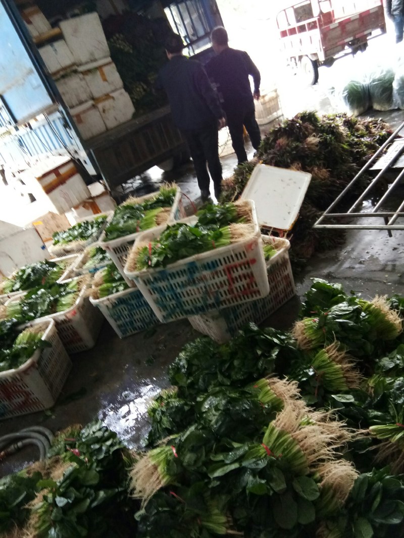 菠菜（新鮮菠菜現貨供应）