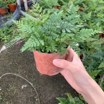 狼尾撅植株会枝繁叶茂