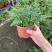 狼尾撅植株会枝繁叶茂