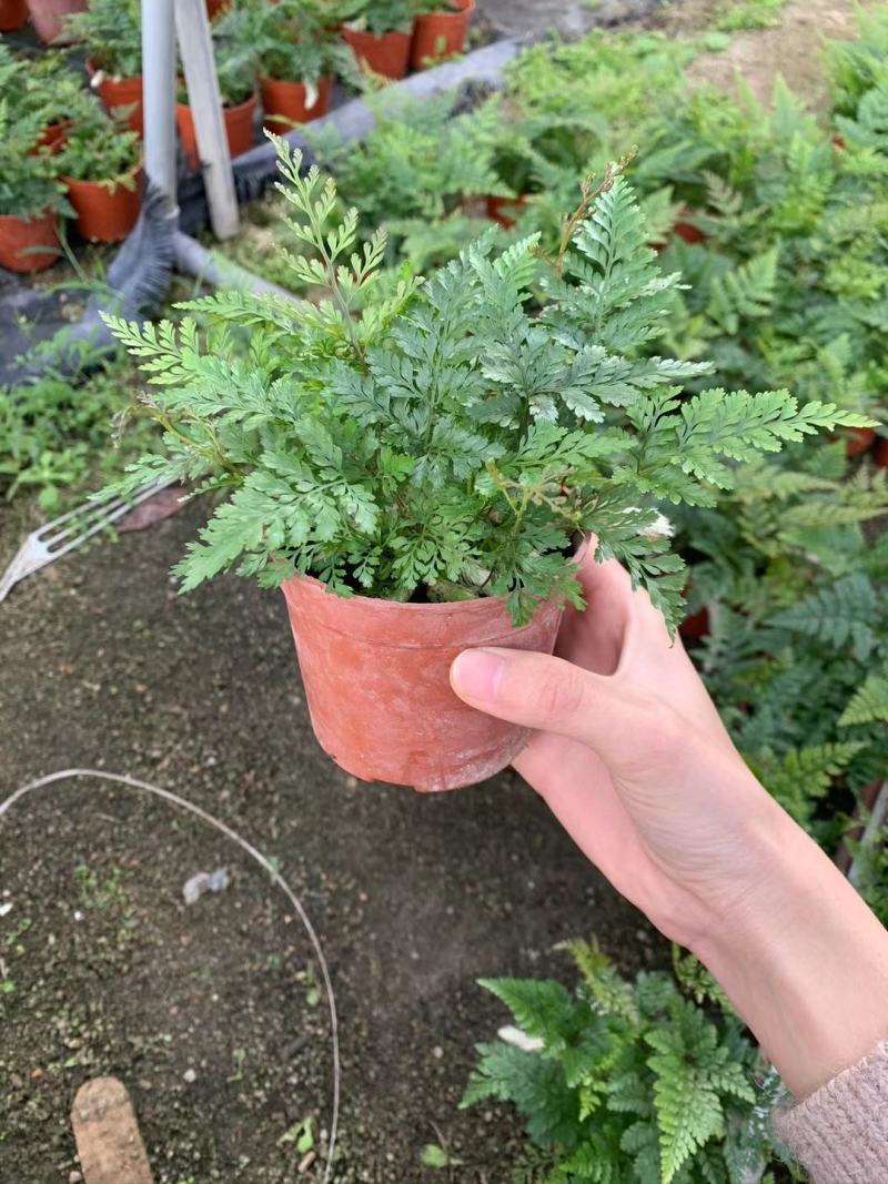 狼尾撅植株会枝繁叶茂