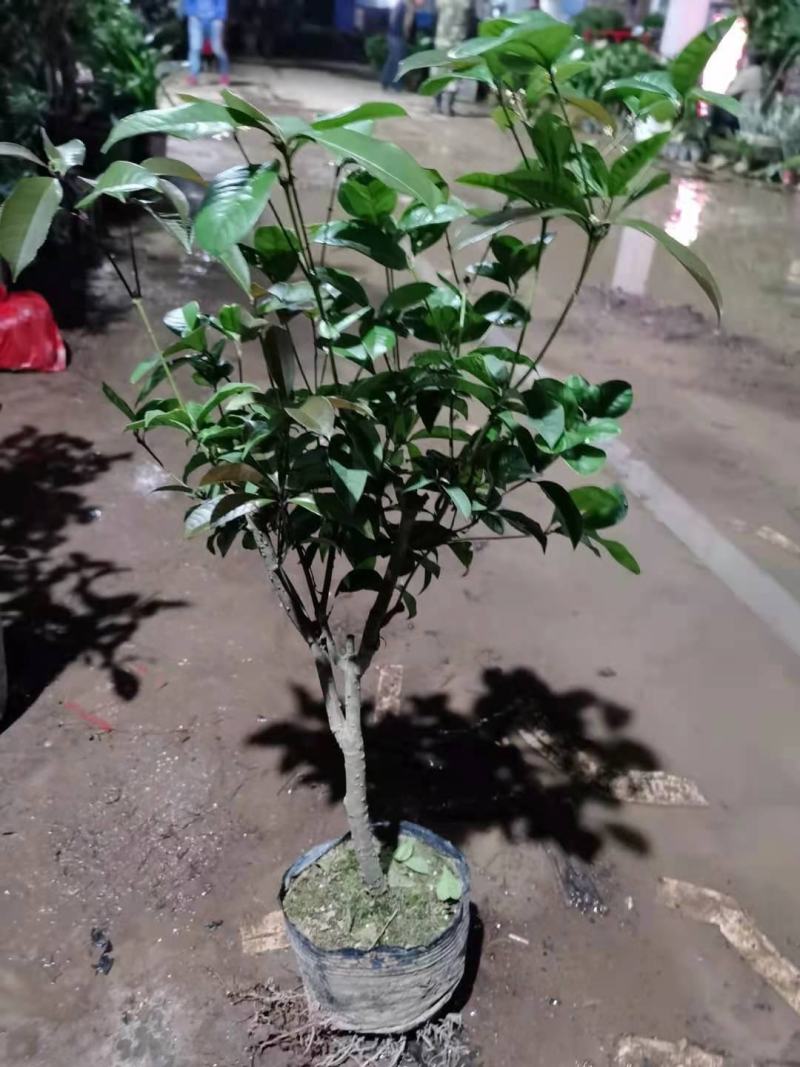 四季桂花苗价格优惠规格品种齐全先挖现卖成活率高