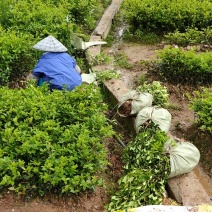 供应岑软2号嫁接苗3号嫁接苗广西油茶苗