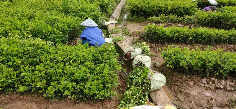 供应岑软2号嫁接苗3号嫁接苗广西油茶苗
