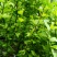白木槿花重瓣药用食用养生花苗