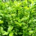 白木槿花重瓣药用食用养生花苗