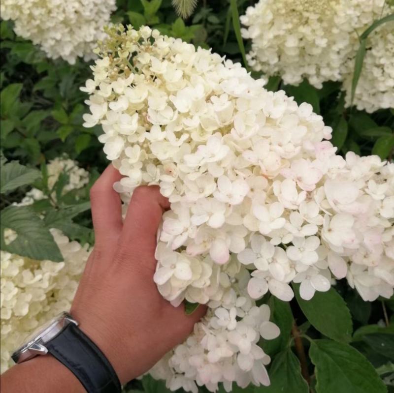 大花水亚木木绣球灌木绣球干花木绣球花海苗