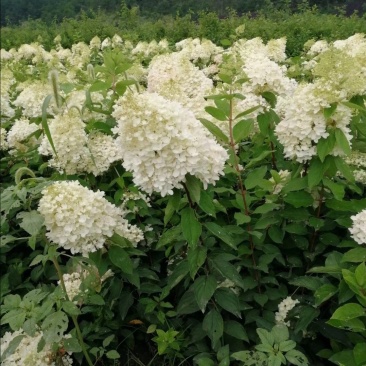 大花水亚木木绣球灌木绣球干花木绣球花海苗