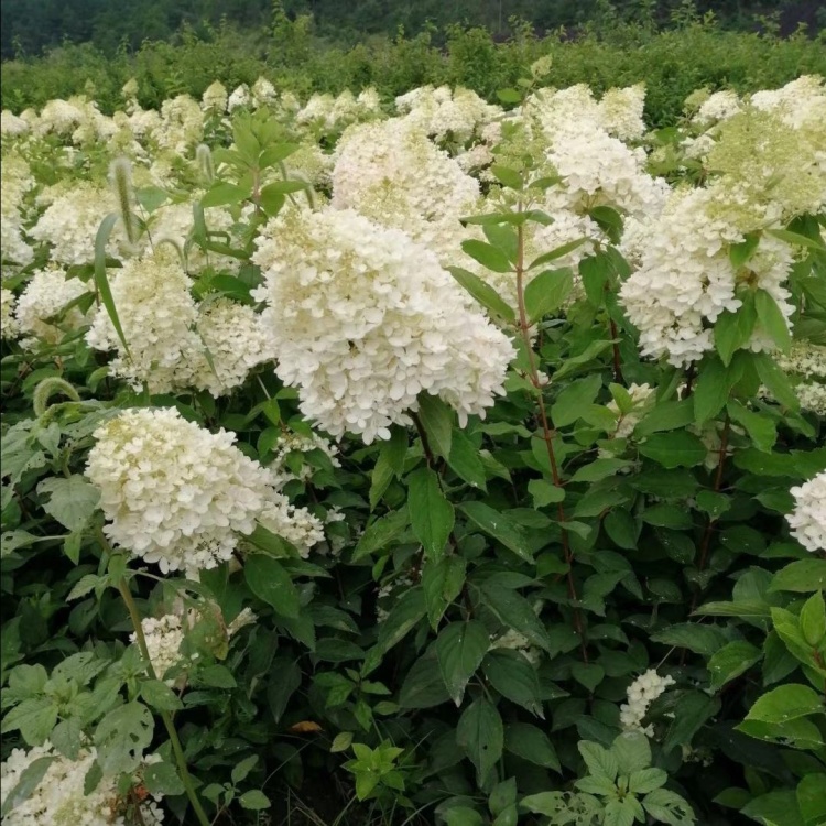 木绣球批发]大花水亚木木绣球灌木绣球干花木绣球花海苗价格0.30