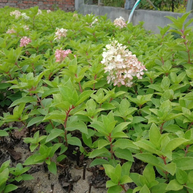 中国 算木花入　f2250224 木花_木花价格_木花批发