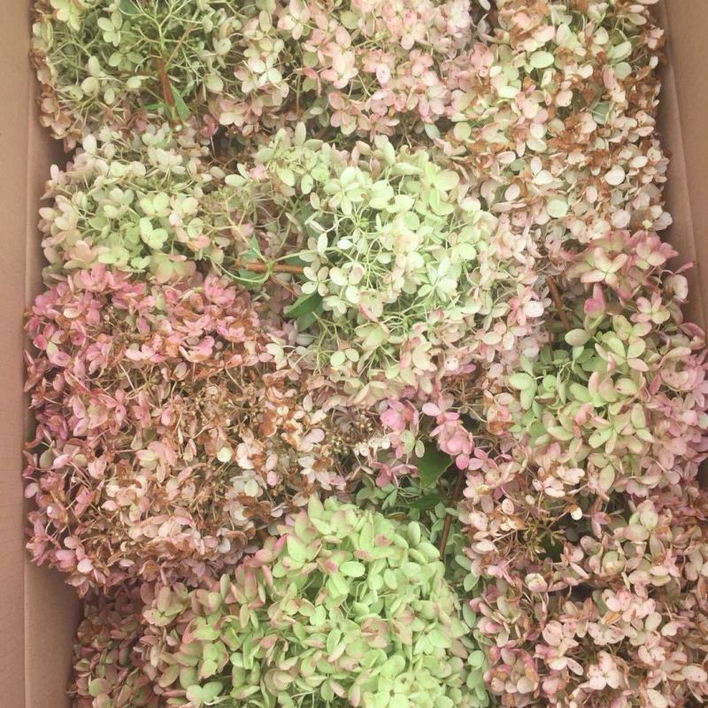 大花水亚木木绣球灌木绣球干花木绣球花海苗