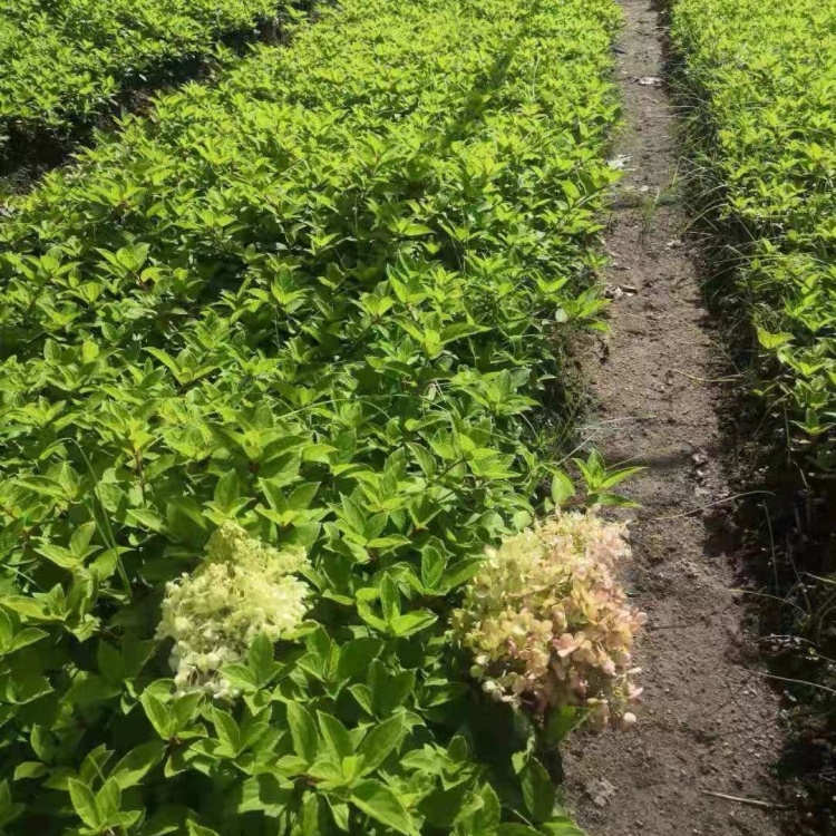 木绣球批发]大花水亚木木绣球灌木绣球干花木绣球花海苗价格0.30