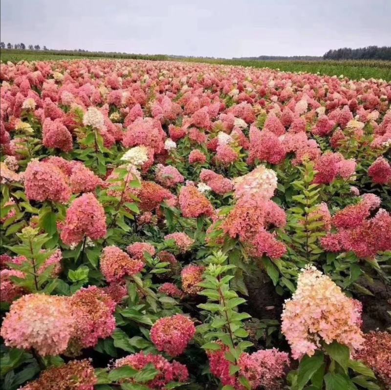 大花水亚木木绣球灌木绣球干花木绣球花海苗