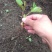 大花水亚木木绣球灌木绣球干花木绣球花海苗