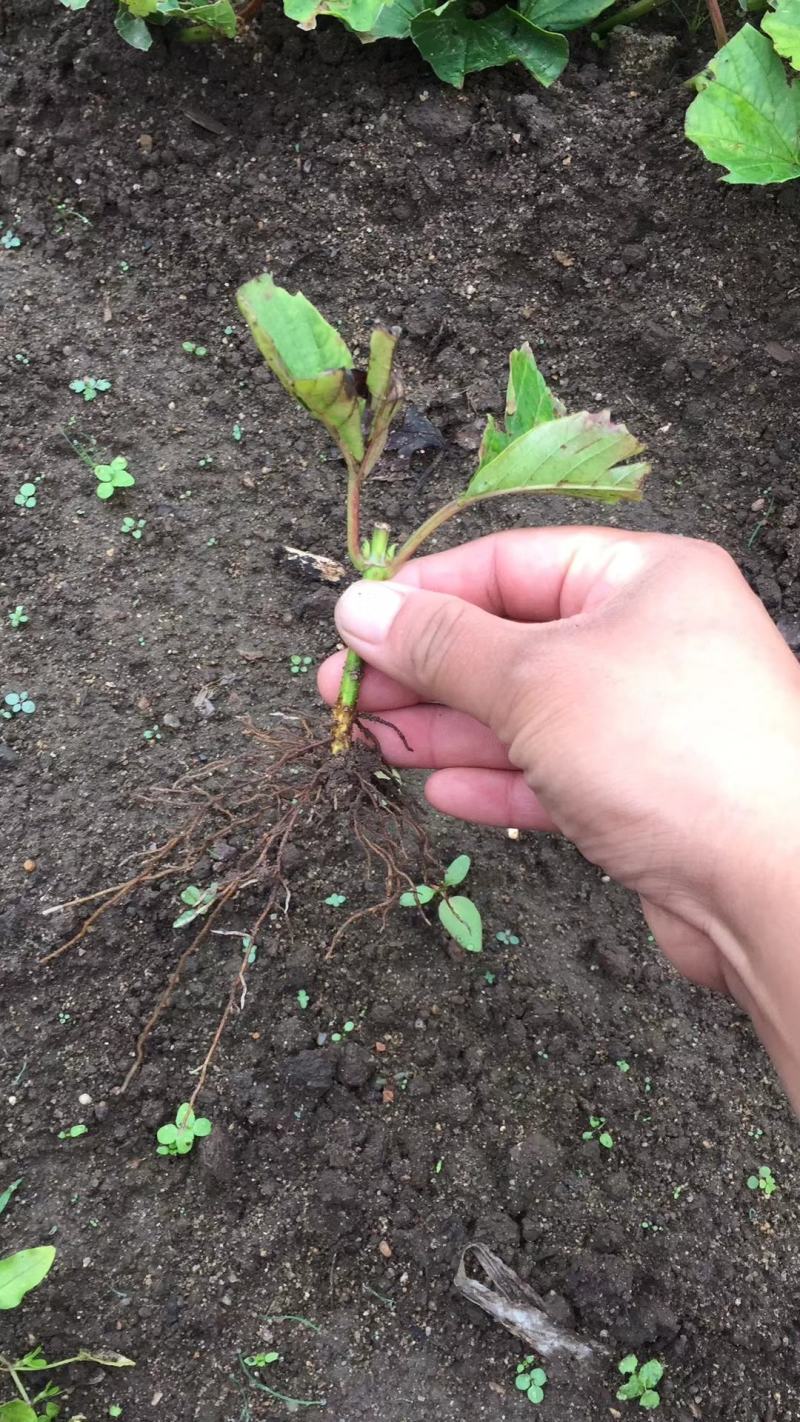 大花水亚木木绣球灌木绣球干花木绣球花海苗