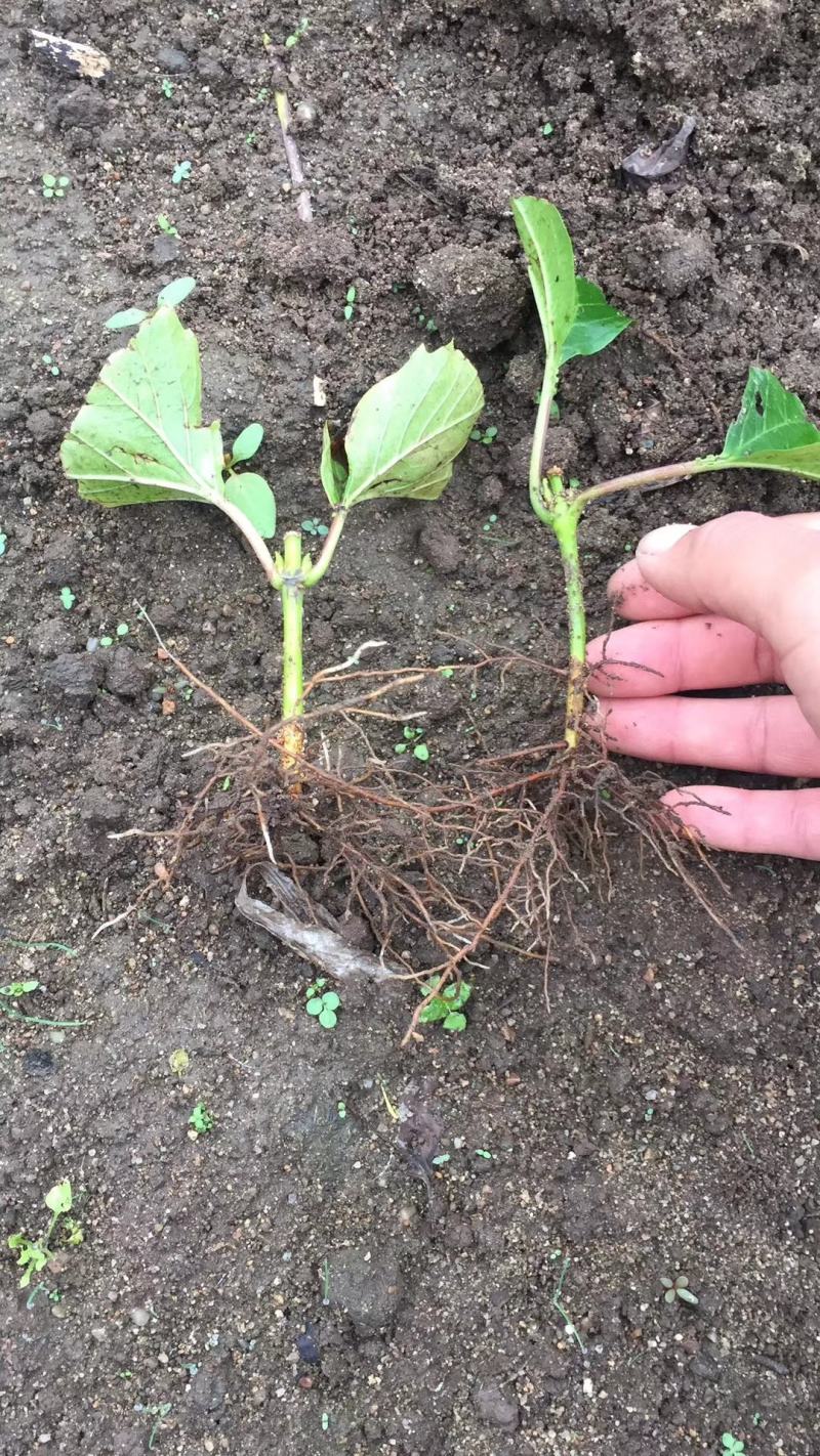 大花水亚木木绣球灌木绣球干花木绣球花海苗