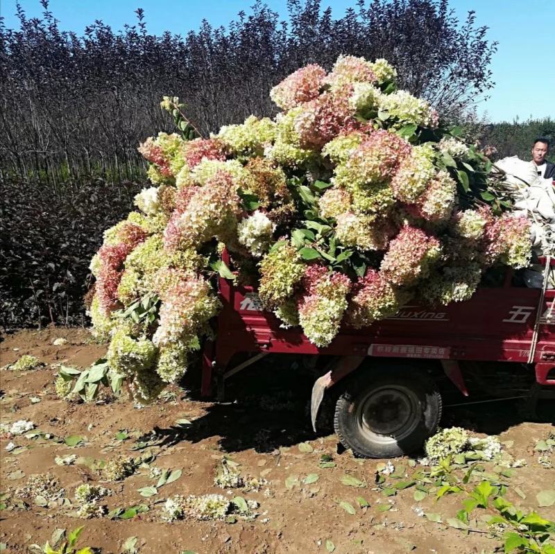 大花水亚木木绣球灌木绣球干花木绣球花海苗