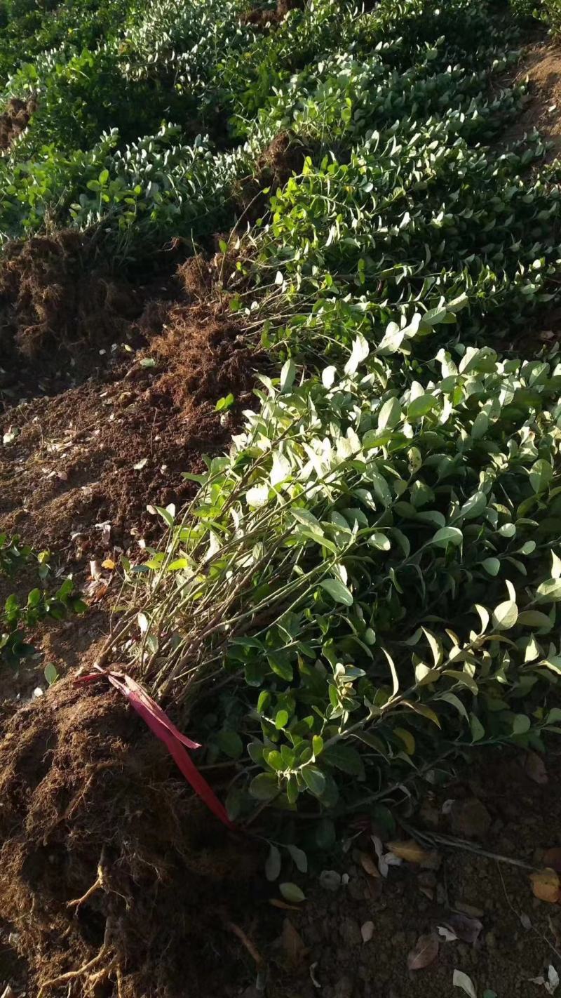 【精选】江苏小叶扶芳藤苗30-60公分高产地直发价优