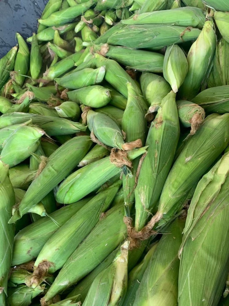 水果玉米🌽，大量上市中，欢迎各位老板来关注