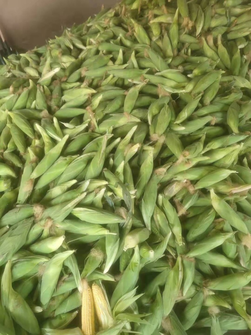 水果玉米🌽，大量上市中，欢迎各位老板来关注