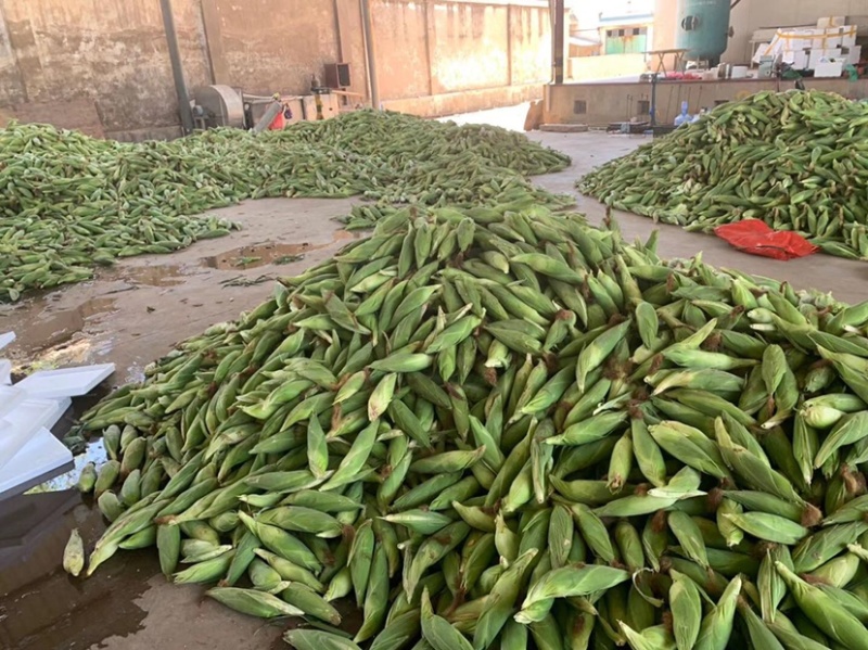 水果玉米🌽，大量上市中，欢迎各位老板来关注