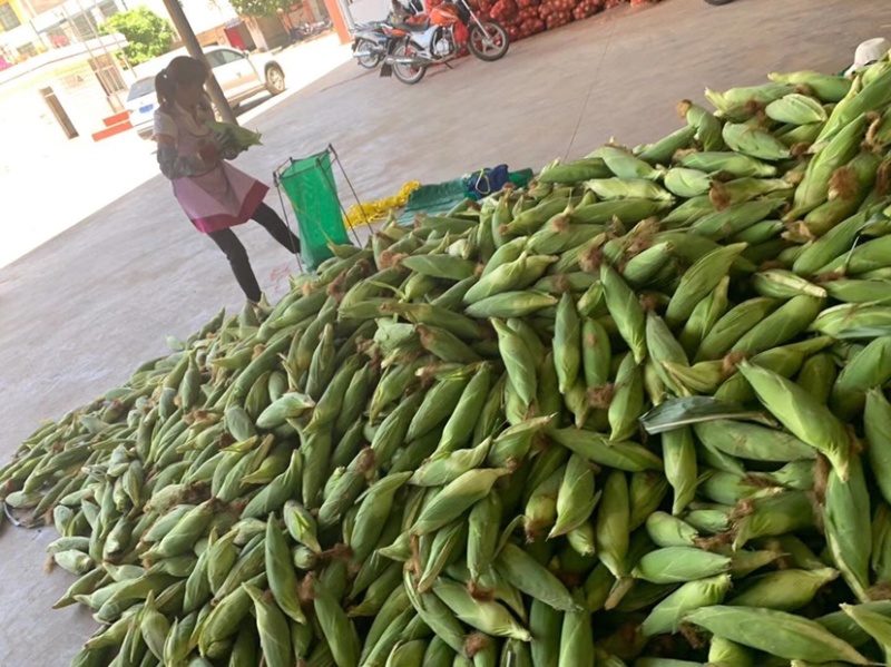 水果玉米🌽，大量上市中，欢迎各位老板来关注