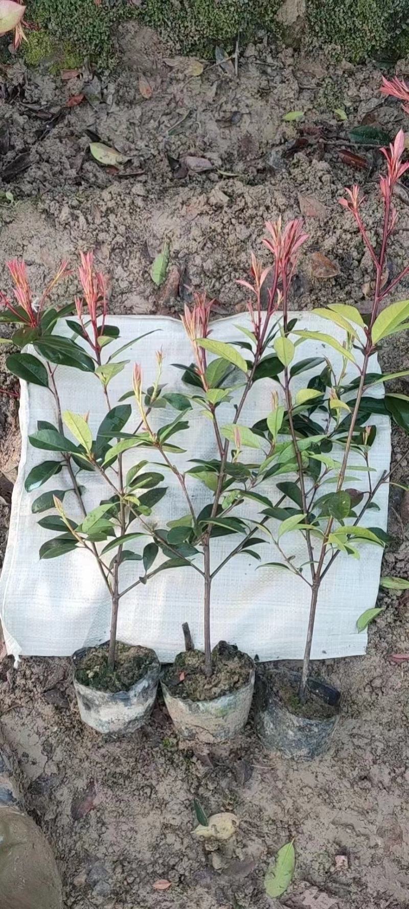 茶梅营养杯苗茶梅球裸根苗均有苗圃大量供应大小规格