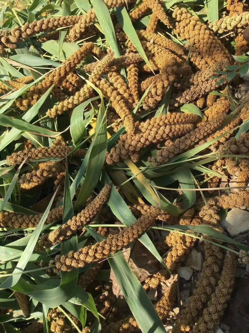 沂蒙山特产沂蒙山小米