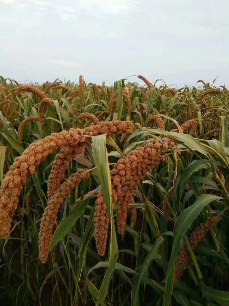 沂蒙山特产沂蒙山小米