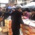 新疆驼奶饼干送骆驼送条幅送录音是6个口味
