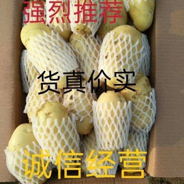 滕州2024年新土豆大量现货供应，黄皮黄心质量好颜色漂亮