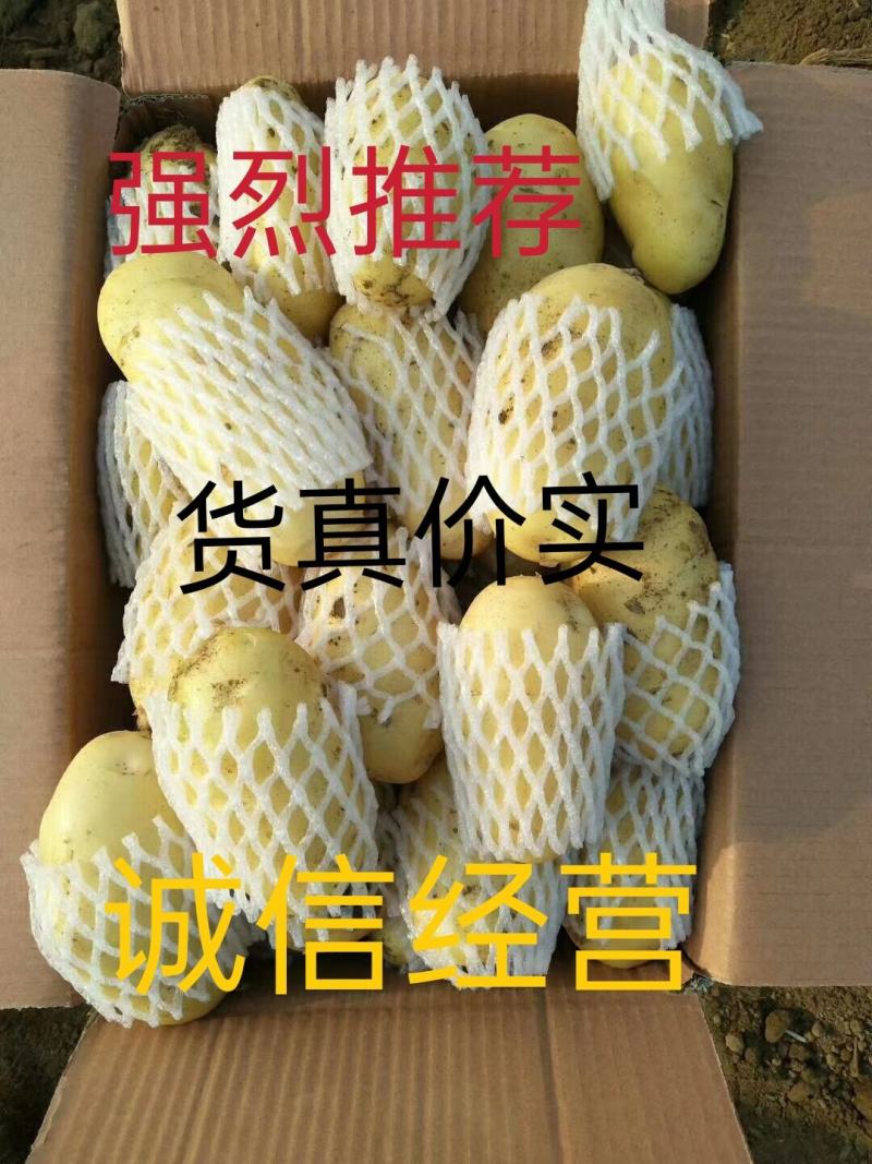 滕州2024年新土豆大量现货供应，黄皮黄心质量好颜色漂亮