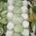 沂南大白菜大量上市了毛菜4~6斤量大品种全