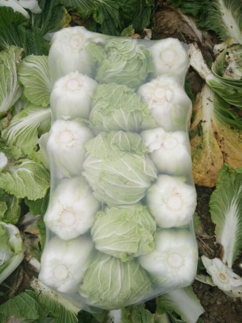 沂南大白菜大量上市了毛菜4~6斤量大品种全