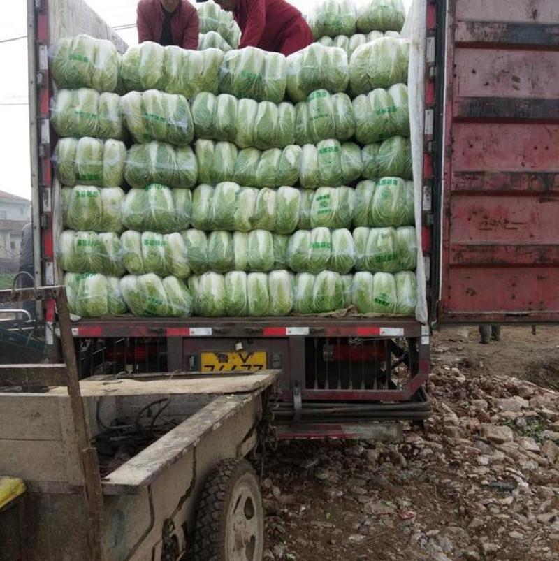 沂南大白菜大量上市了毛菜4~6斤量大品种全