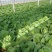 沂南大白菜大量上市了毛菜4~6斤量大品种全