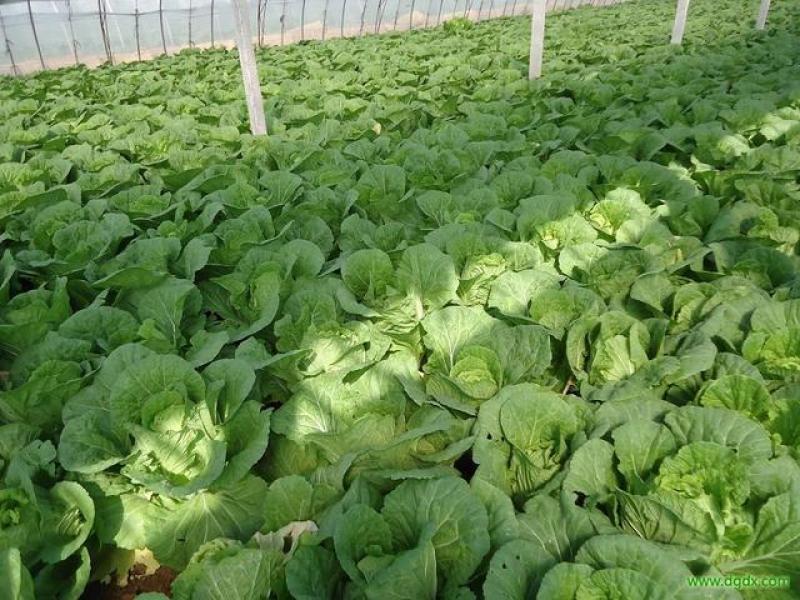 沂南大白菜大量上市了毛菜4~6斤量大品种全