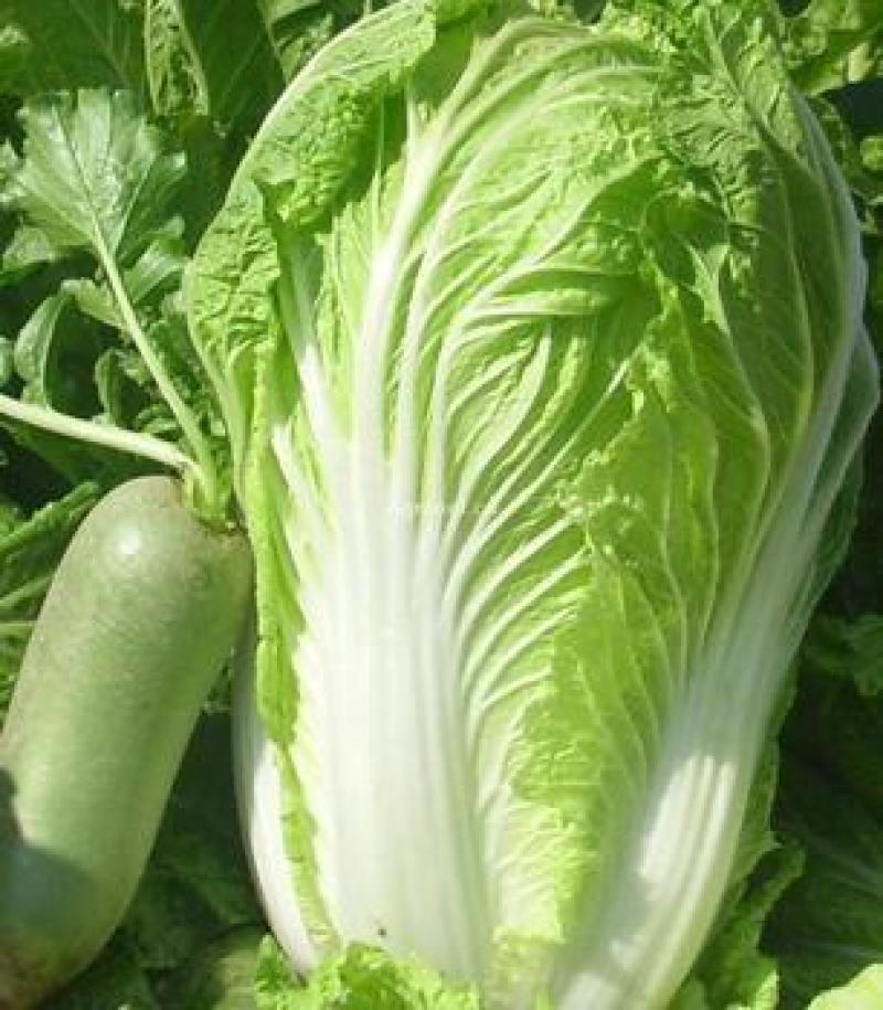 沂南大白菜大量上市了毛菜4~6斤量大品种全