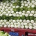 沂南大白菜大量上市了毛菜4~6斤量大品种全