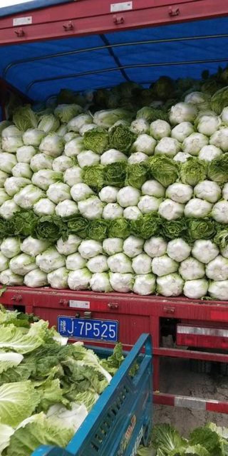 沂南大白菜大量上市了毛菜4~6斤量大品种全